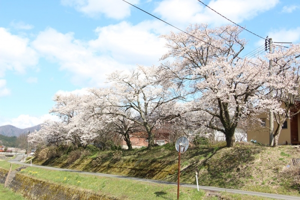 一福　国生さんの桜